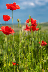 red poppies in a field among green grass