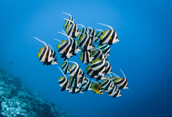 Bannerfish © Tropicalens