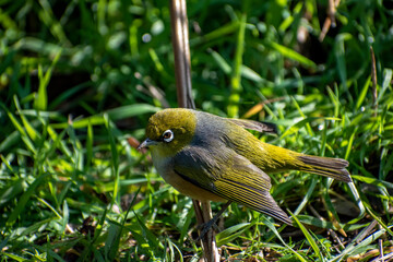 New Zealand Silver Eye (Wax Eye)	