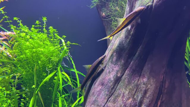 Underwater shot of red scissortail rasbora swimming.