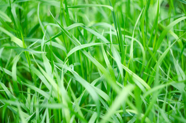Green forest grass on a soft unfocused background. Selective focus