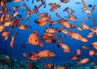 Soldier fish