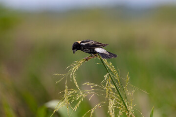 A Bobolink feeds while perching on a wild rice stalk