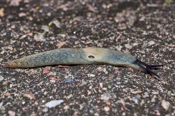 The slug Krynickillus melanocephalus crawls along the paths in the garden. The slug is a terrestrial gastropod mollusk of the order pulmonate snails of the family Agriolimacidae.