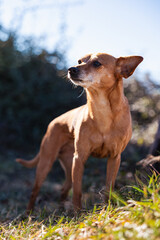 Chien Jack Russell terrier regardant au loin