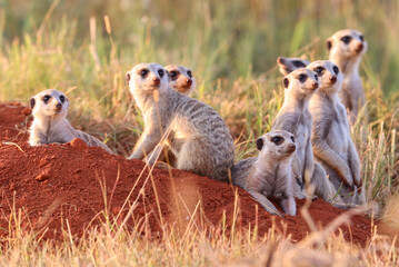 Meerkat, Addo Elephant National Park