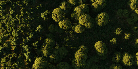 Aerial View from above of Green Forest and Trees. 3d Rendering Nature Background