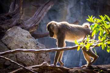 a baboon sitting on a rock