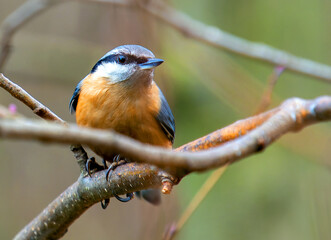 Single Eurasian Nuthatch bird on tree branch