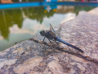Close-up shot of a blue dragonfly with open wings sitting on a rock under the sunlight with a blurry background, macro.