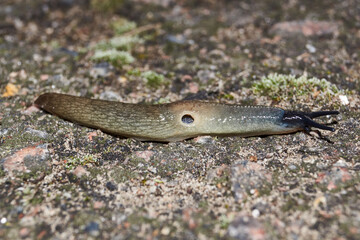 The slug Krynickillus melanocephalus crawls along the paths in the garden. The slug is a...