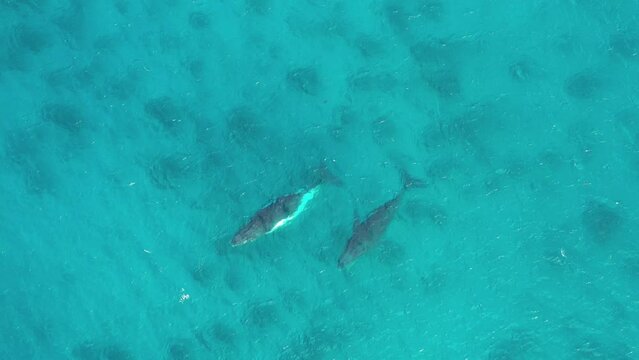 2021 - Excellent aerial shot of great blue whales breaching the waters near Augusta, Australia.
