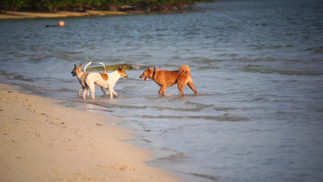 Indian pet dogs playing on the beach splashing water around while they run in goa, havelock, andaman islands showing pets travelling with family