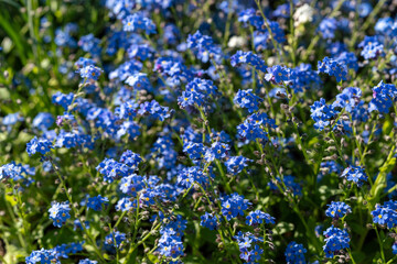 forget me not flowers