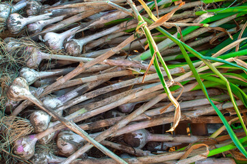 Background of green and dry onion feathers along with bulbs after harvest. Horizontal arrangement
