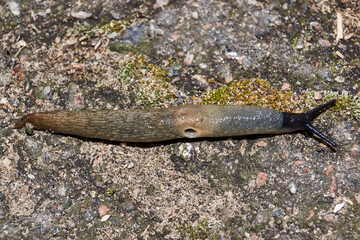 The slug Krynickillus melanocephalus crawls along the paths in the garden. The slug is a terrestrial gastropod mollusk of the order pulmonate snails of the family Agriolimacidae.