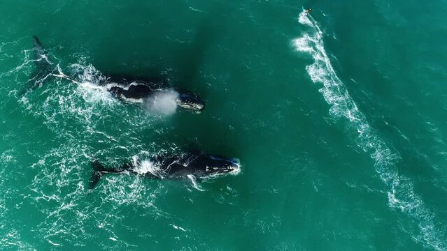 Top down aerial view of a man kiteboarding alongside a pair of southern right whales at a very close distance.