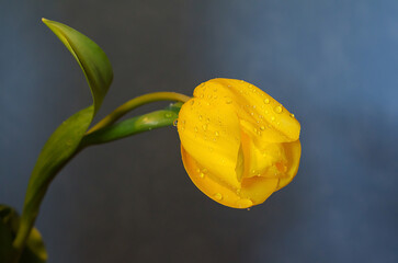 Yellow tulip with water drops on a blue background