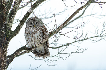 Barred Owl perched on a branch in a winter setting
