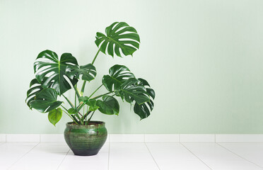 Monstera deliciosa or Swiss Cheese Plant in a green flower pot isolated on a light green background, minimalism and scandinavian style © t.sableaux