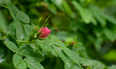 rosebud rosehip