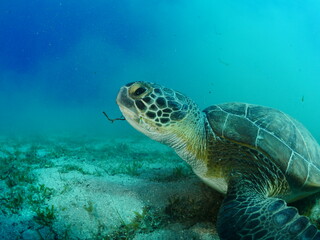 sea turtle underwater swim blue water under sea ocean scenery greenturtle