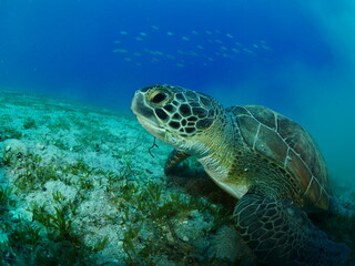 Naklejka na ściany i meble sea turtle underwater swim blue water under sea ocean scenery greenturtle