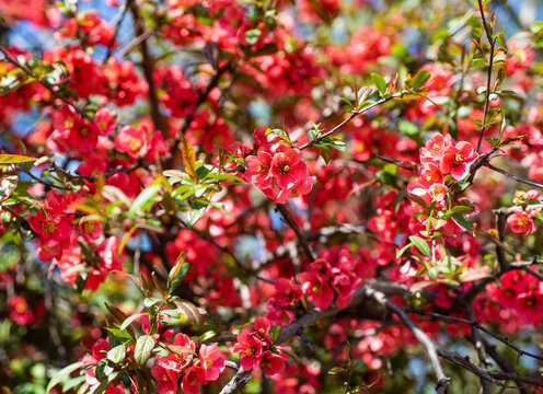 red flowers of blooming sakura tree in spring background