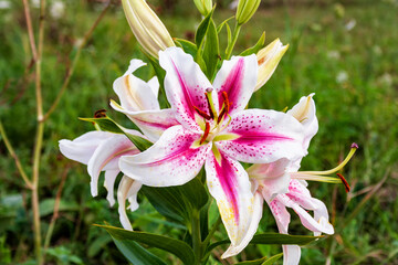White and pink decorative garden flower lily