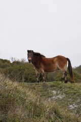 Horse in the field with green grass and the sea in the background.