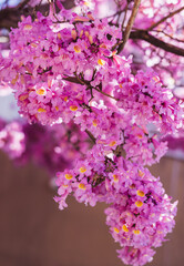 Pink blooming tree in Los Angeles. Amazing spring colors and natural beauty.  - obrazy, fototapety, plakaty