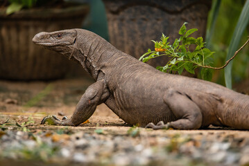 Large monitor lizard in Sri Lanka