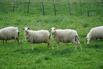 Woolly sheep on a green meadow in the spring are waiting for wool shearing