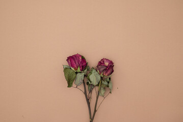 Flat lay of dried flower rose and withered on white background with copy space.