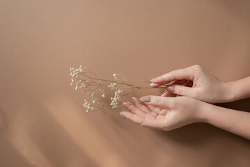 Hand holding a bouquet of gypsophila flowers or baby's-breath