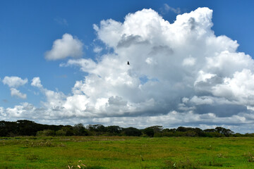 sky cob big clouds over llano in colombia