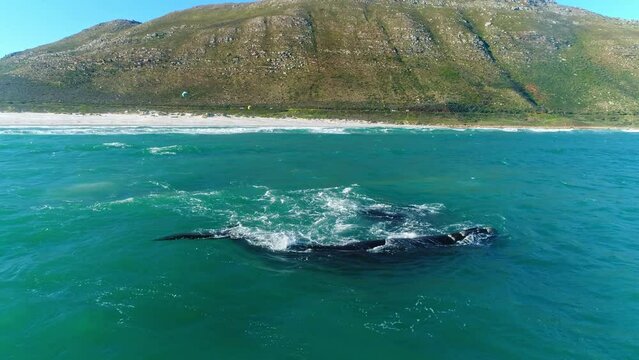 Aerial shot of two southern right whales gently playing in the water with kiteboarders surfing in the background.