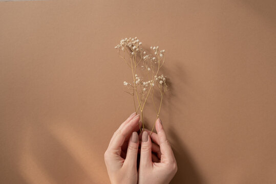 Hand holding a bouquet of gypsophila flowers or baby's-breath