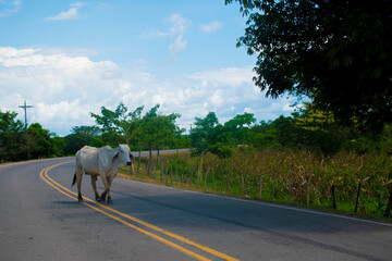 res huge bull crossing the road on a curvy street