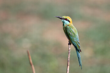Bee-eater on a stick , Yala national park , Sri lanka