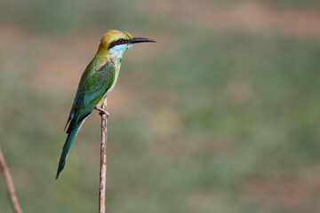 Bee-eater on a stick , Yala national park , Sri lanka