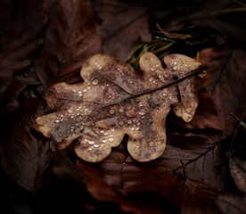 autumn leaves in the rain