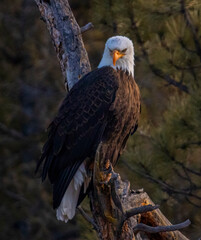 Bald Eagle in Eleven Mile Canyon