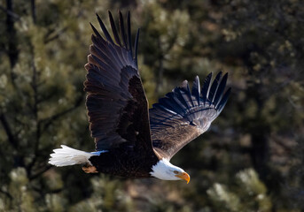 Bald Eagle in Eleven Mile Canyon