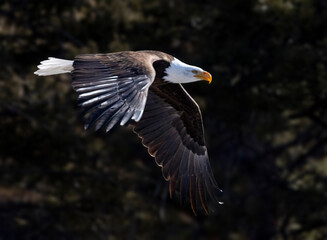 Bald Eagle in Eleven Mile Canyon