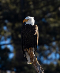 Bald Eagle in Eleven Mile Canyon