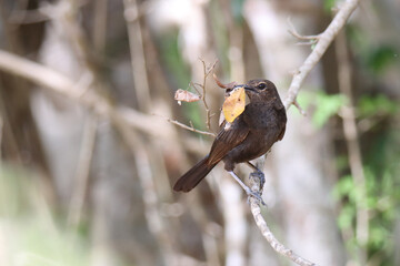 Black indian robin , yala national park   , Sri Lanka