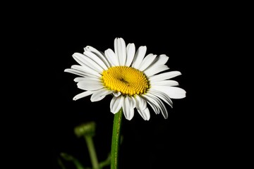 Margarida é o nome popular comum a uma grande variedade de plantas (e flor respectiva, ou melhor,...