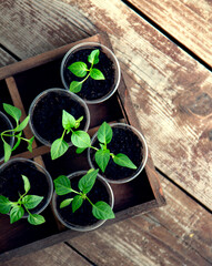 Young sprouts of bell pepper in pots on grunge wooden background