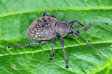 Beetle of Otiorhynchus (sometimes Otiorrhynchus) on leaf. Many of them e.i. black vine weevil (O....